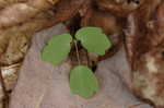 Rue anemone <BR>Windflower